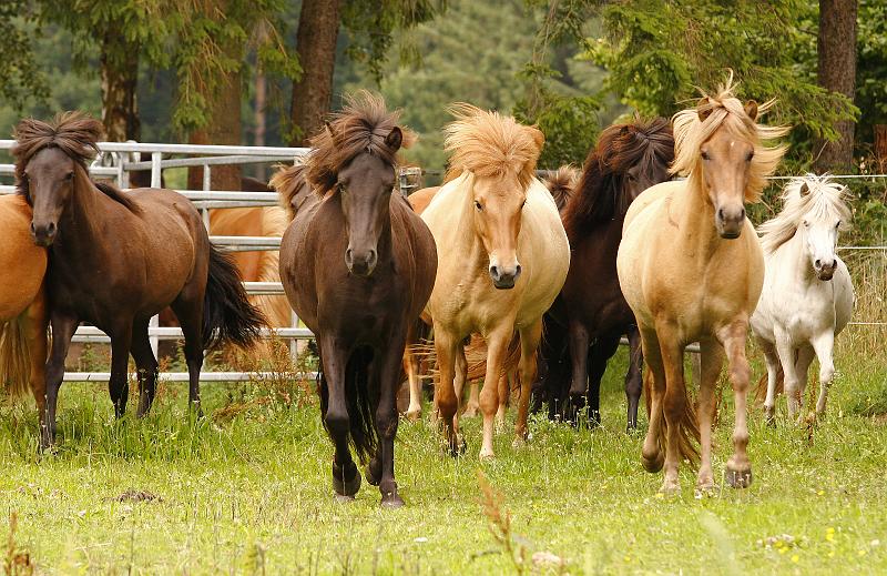 Jungstutenherde 1.jpg